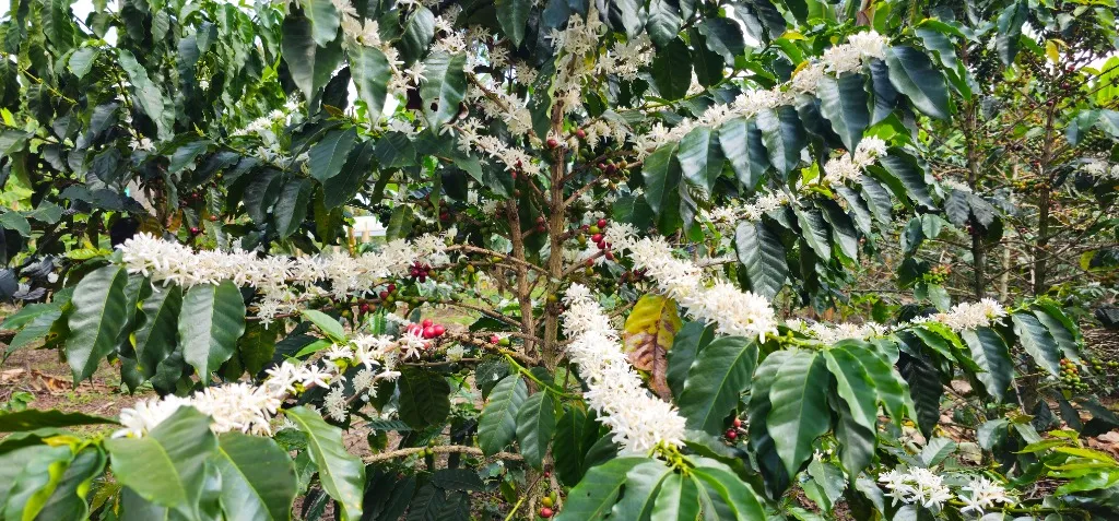 Flores de Café en la finca